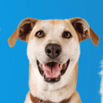 Petco Grooming Referral Discount Vouchers