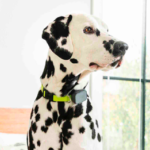 Whistle GPS Pet Tracker